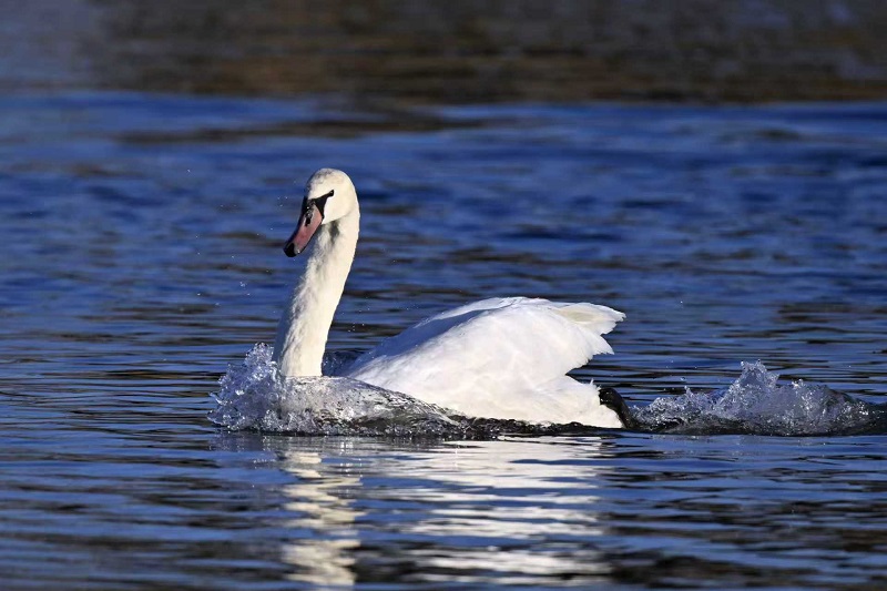 2026年自然之友野鳥會京郊、外埠觀鳥活動及講座計劃發佈 2026年自然之友野鳥會京郊、外埠觀鳥活動及講座計劃發佈