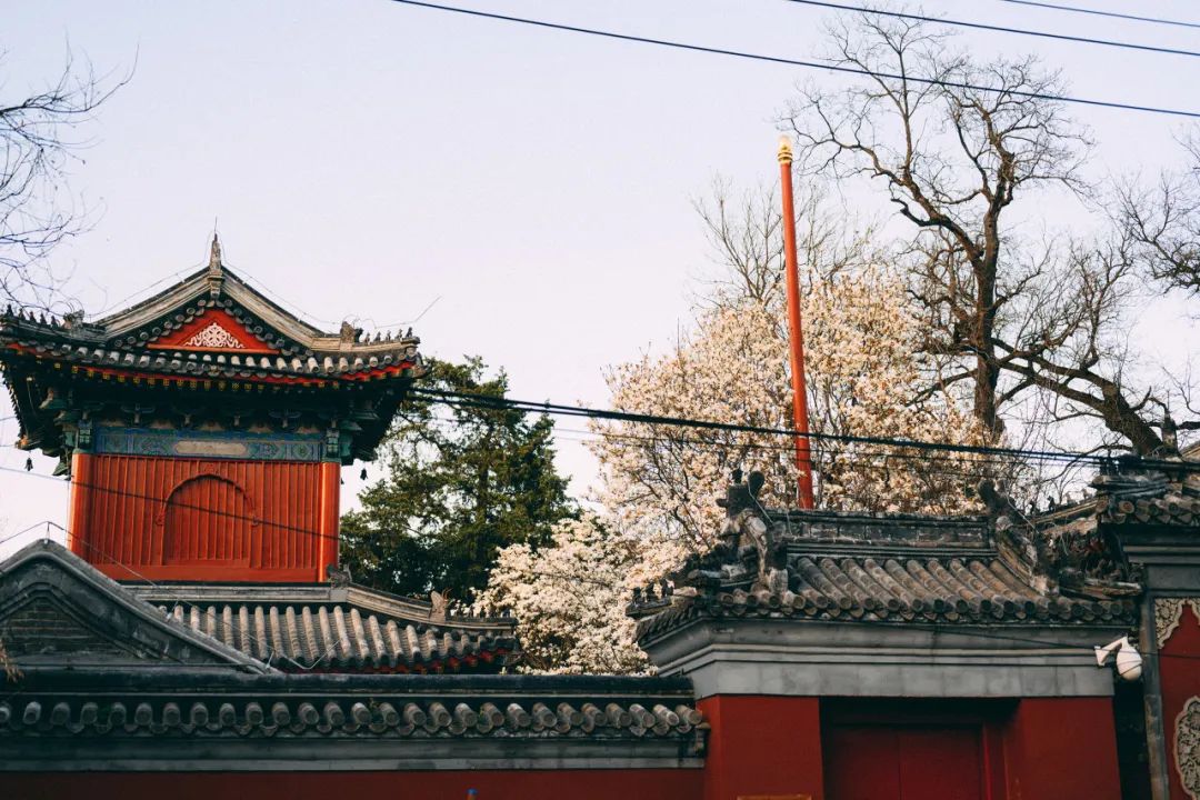 北京藝術博物館玉蘭