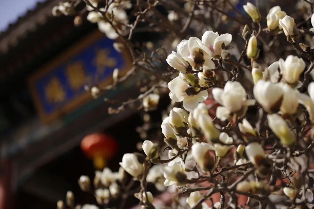 北京大觀園玉蘭