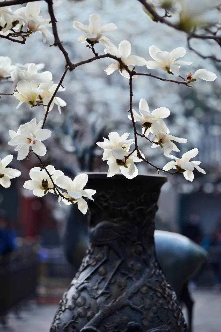 頤和園玉蘭