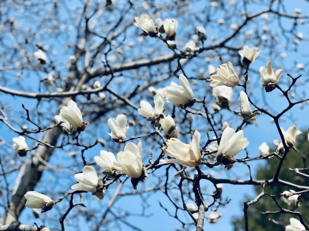 天壇公園玉蘭