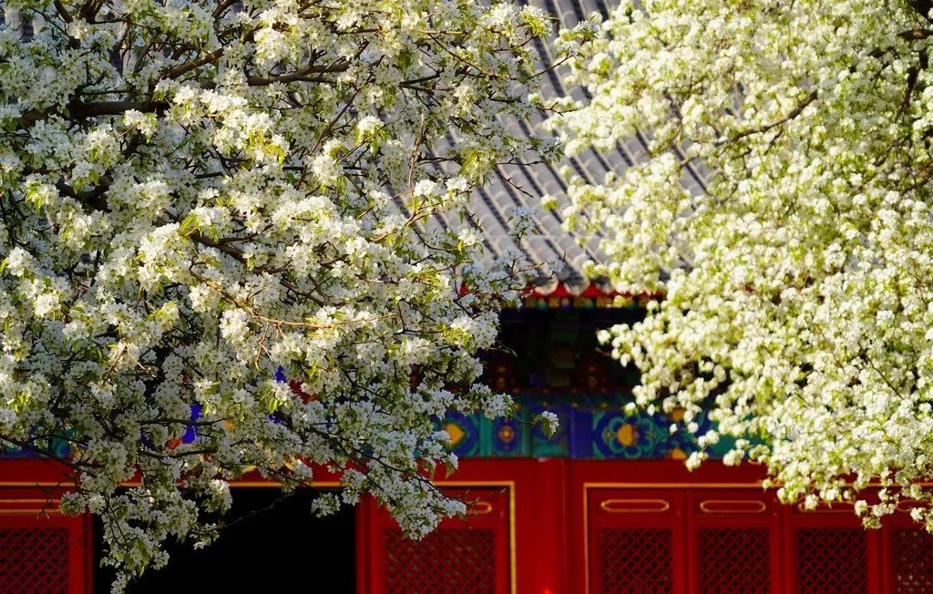 梨花