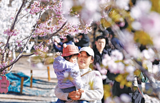 玉淵潭早櫻綻放迎春。