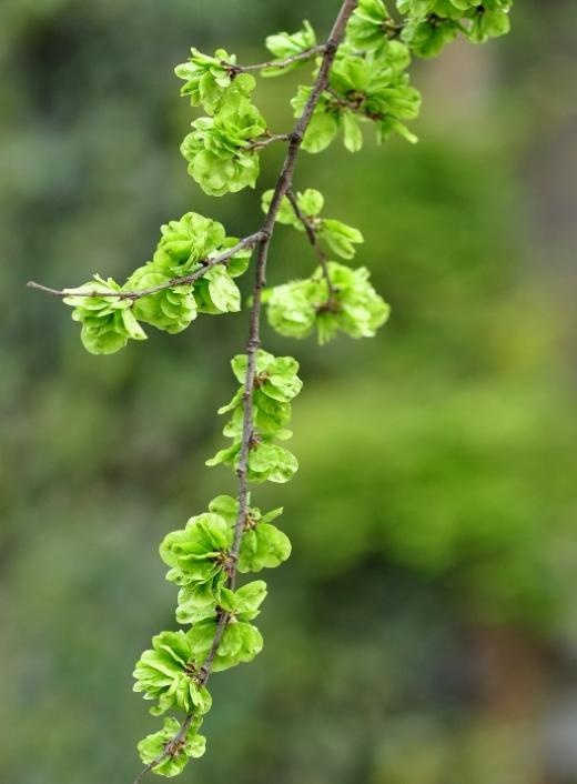 【北京疾控提醒您】野菜別亂採！這份“春日野菜食用安全指南”請收好
