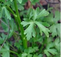 【北京疾控提醒您】野菜別亂採！這份“春日野菜食用安全指南”請收好