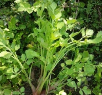 【北京疾控提醒您】野菜別亂採！這份“春日野菜食用安全指南”請收好