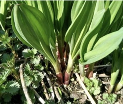 【北京疾控提醒您】野菜別亂採！這份“春日野菜食用安全指南”請收好