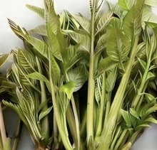 【北京疾控提醒您】野菜別亂採！這份“春日野菜食用安全指南”請收好