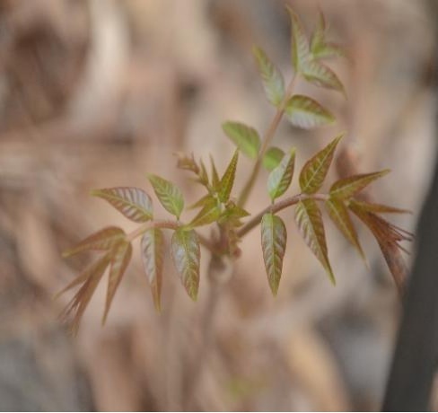 【北京疾控提醒您】野菜別亂採！這份“春日野菜食用安全指南”請收好