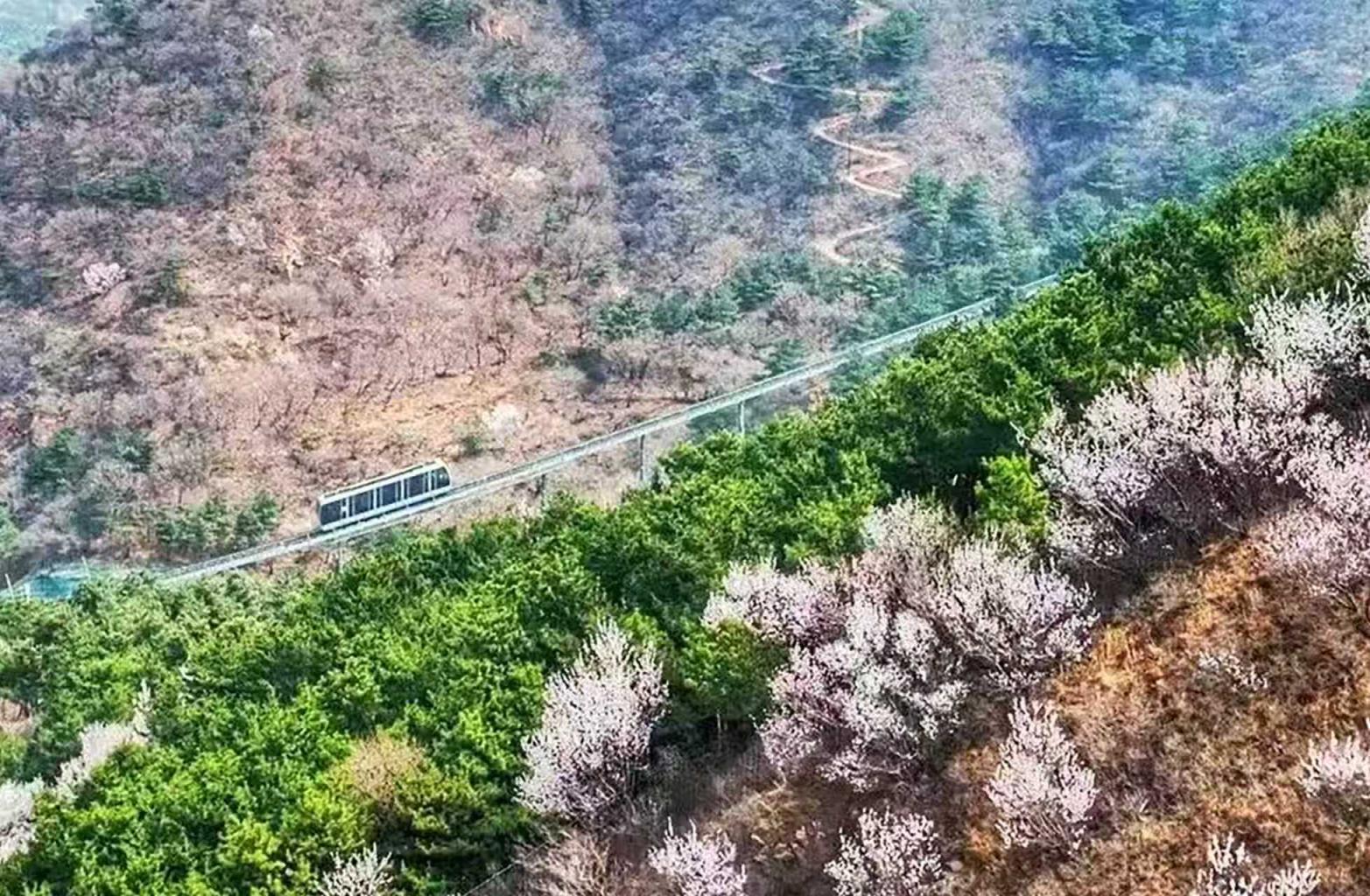 八達嶺山花爛漫！南四樓至南七樓正值最佳觀賞期