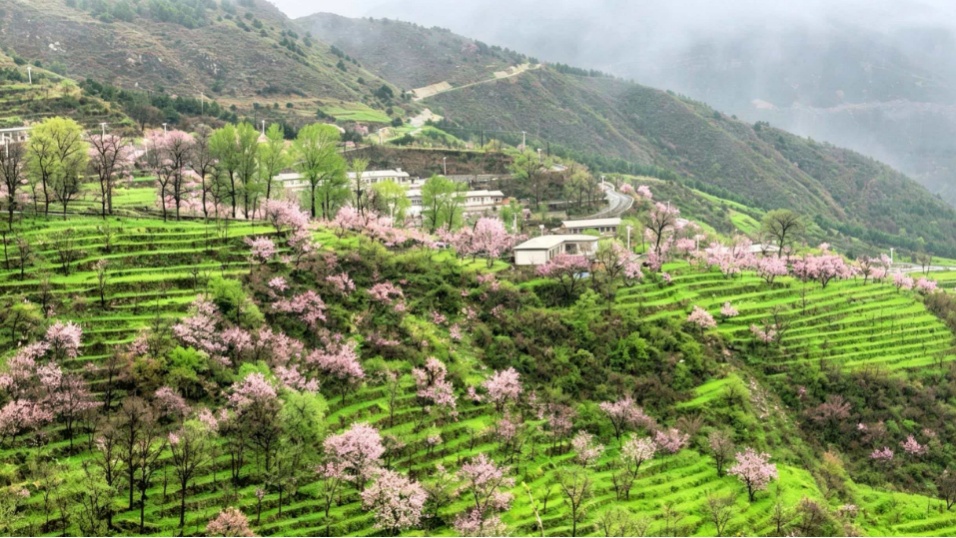 壯觀！北京的高山杜鵑花開了，觀賞期持續至“五一”假期！