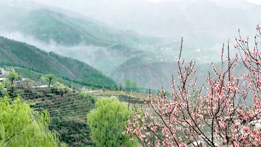 壯觀！北京的高山杜鵑花開了，觀賞期持續至“五一”假期！