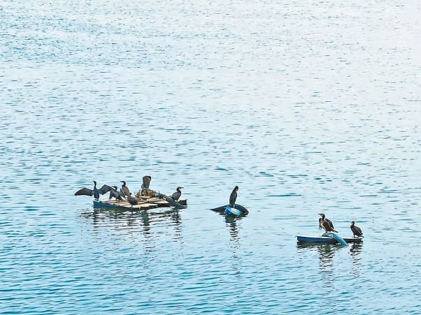 鸕鶿等多種水鳥常年在此棲息、覓食。