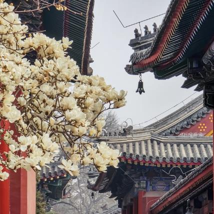 博物館裏玉蘭花開 與紅墻相映成趣