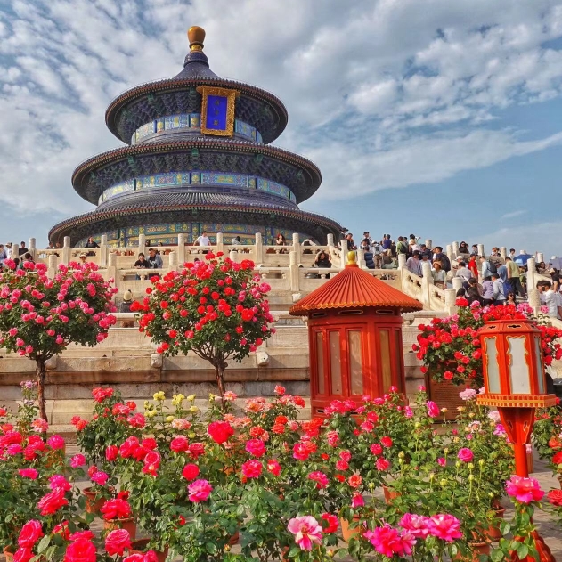 北京天壇月季花開 絢爛奪目惹人醉