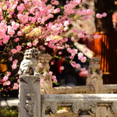 百年故宮 絕美四季