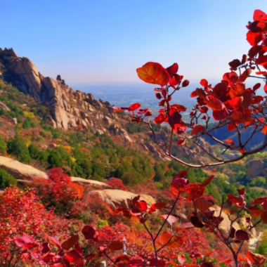 鳳凰嶺葉子紅了