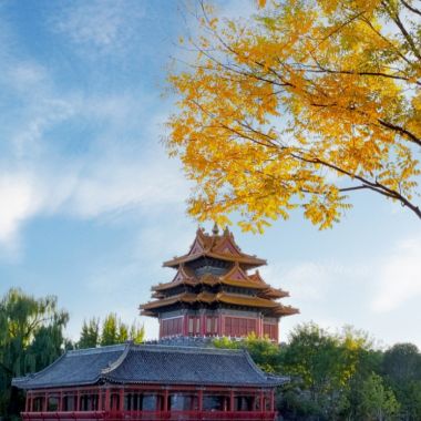 秋意濃 金黃銀杏與故宮角樓同框