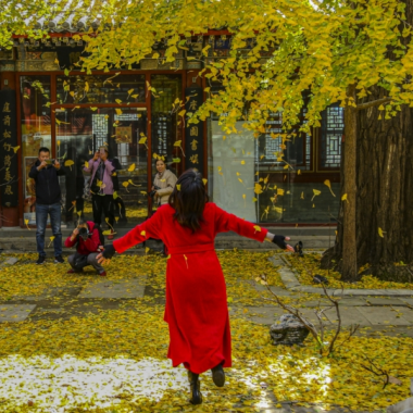 潭柘寺 |千年古剎銀杏飄舞