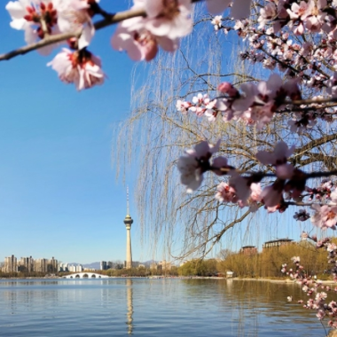 玉淵潭櫻花迎來最佳觀賞期