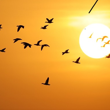 迎候鳥遷徙 密雲護航萬千飛羽