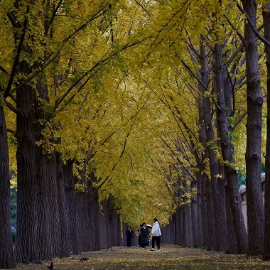 漫步釣魚臺銀杏大道