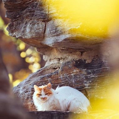 秋日限定治愈：大覺寺秋色與貓