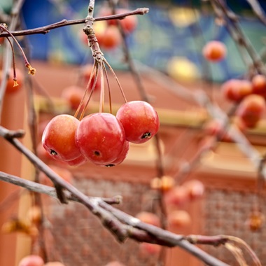 雪落智化寺 海棠別樣紅