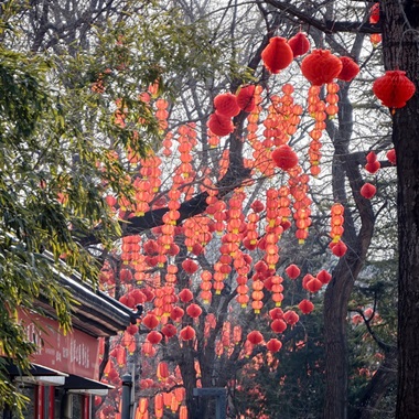 龍潭公園張燈結綵 年味漸濃