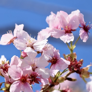 玉淵潭早櫻綻放