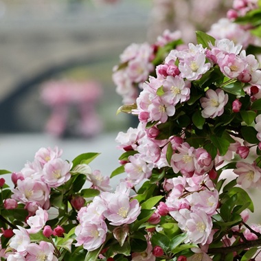 元大都海棠花溪