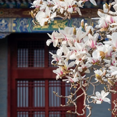 普度寺內玉蘭映古築