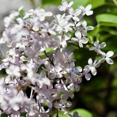 千年古剎 丁香傳情