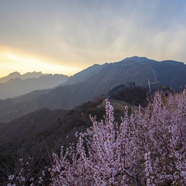 懷柔山花爛漫 春色如約而至