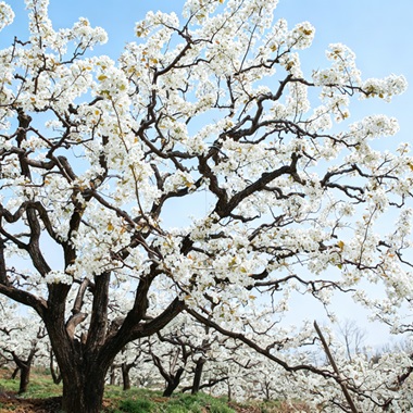 密雲梨花 花“海”綻放