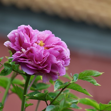 景山古建映牡丹