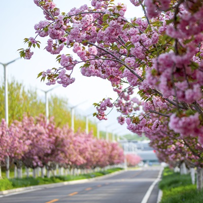 懷柔海棠花開環境美
