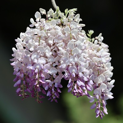 國子監紫藤繞梁