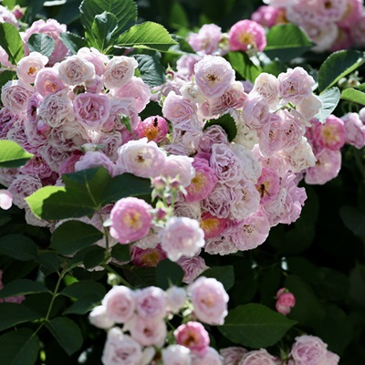 初夏薔薇花事