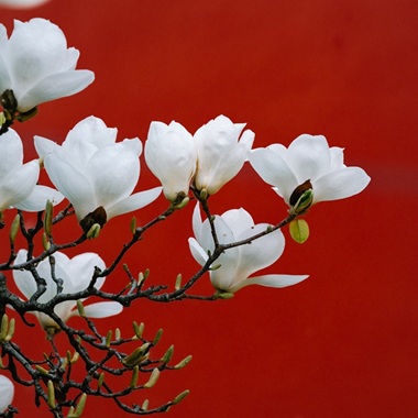 太廟玉蘭“鬧”春