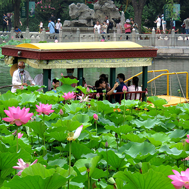 消夏避暑好去處 市屬公園游園賞荷