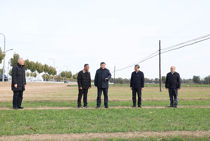 11月10日，中共中央總書記、國家主席、中央軍委主席習近平在北京、河北考察災後恢復重建工作。這是10日下午，習近平在河北保定涿州市刁窩鎮萬全莊村村邊農田察看冬小麥長勢。