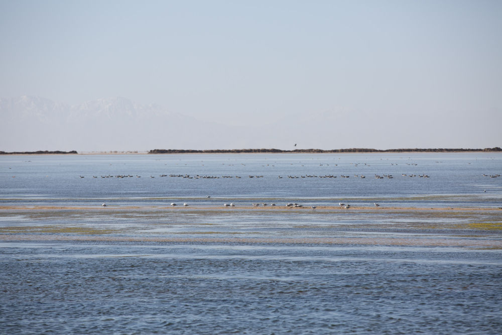 鳥兒在青海察爾汗鹽湖邊的淡水湖上棲息（2017年9月10日攝）。