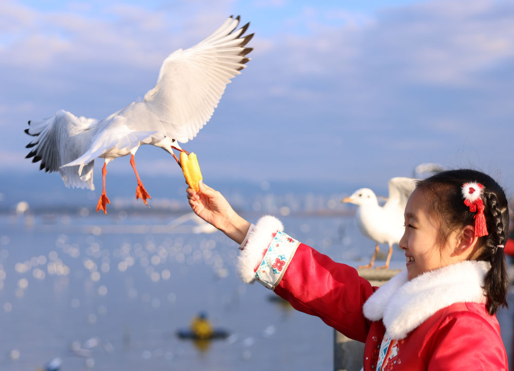 游客在昆明滇池邊投喂紅嘴鷗（2024年1月17日攝）。
