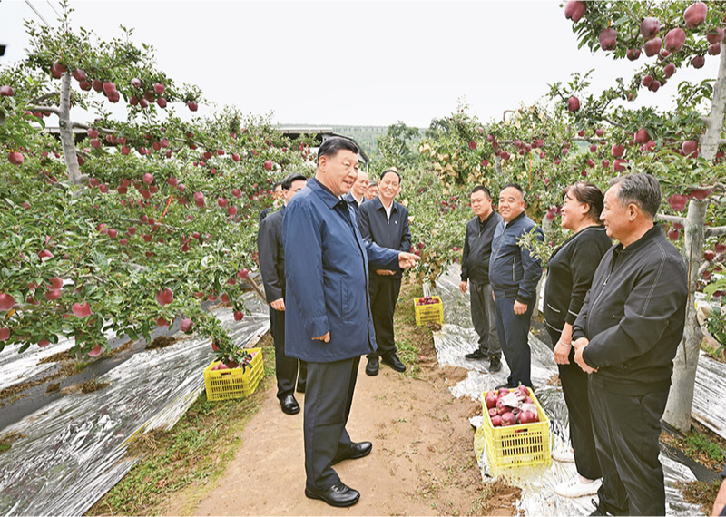 2024年9月10日至13日，中共中央總書記、國家主席、中央軍委主席習近平在甘肅考察。這是11日上午，習近平在天水市麥積區南山花牛蘋果基地考察時，走進果林了解相關種植、技術和管理情況。