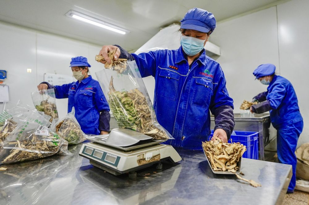 2026年1月26日，工作人員在寧夏固原市隆德縣一家藥材加工企業分包當歸。