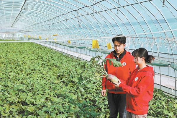 中國農業大學的學生在西槐莊村開展蔬菜新品種的種植。