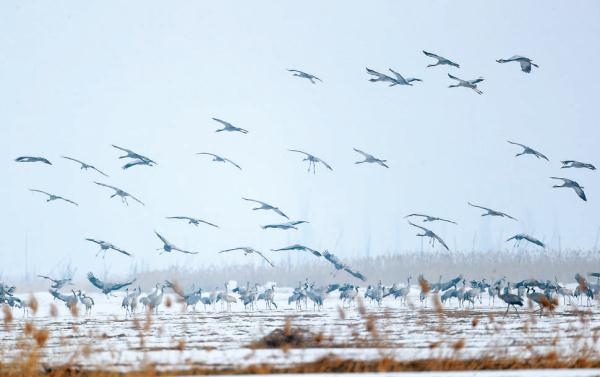 官廳水庫呈現萬鳥齊飛的壯觀場面。