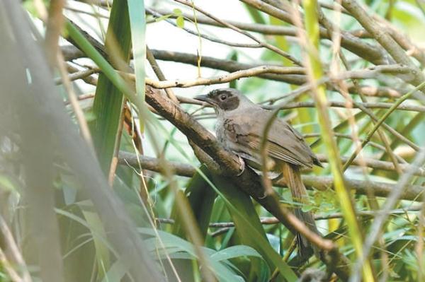 黑臉噪鹛（2021年8月30日發現於翠湖濕地公園）。