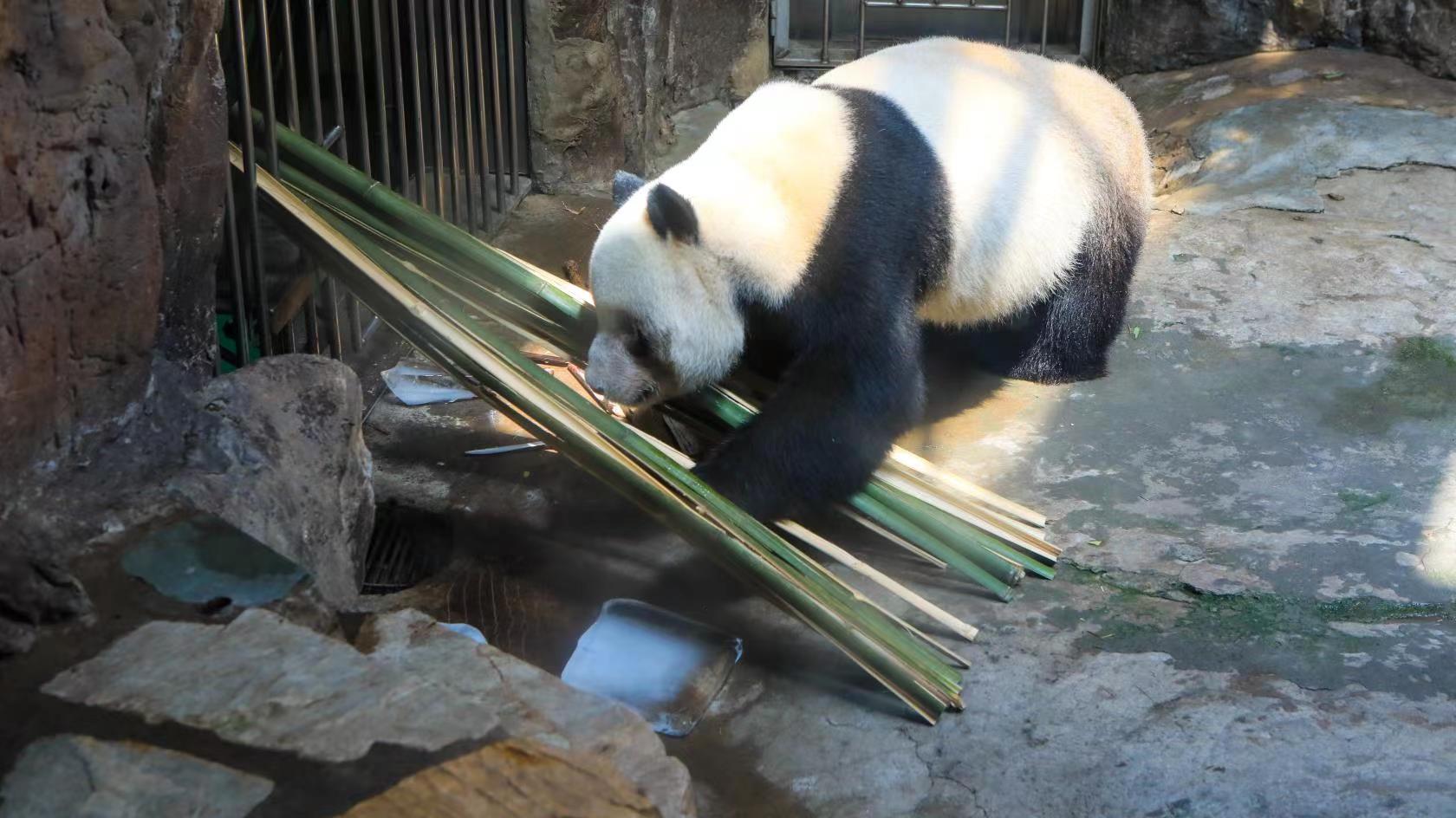 夏日有“涼”方 看動物們“入伏”後的清涼生活